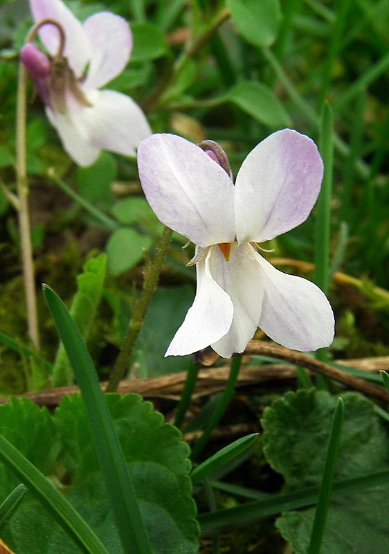 fialka biela Viola alba Besser