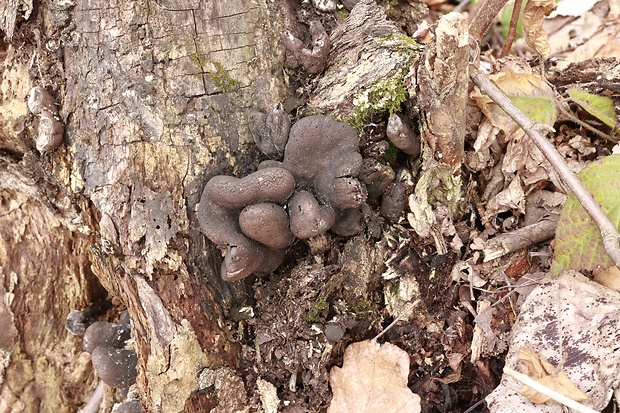 drevnatec Xylaria sp.