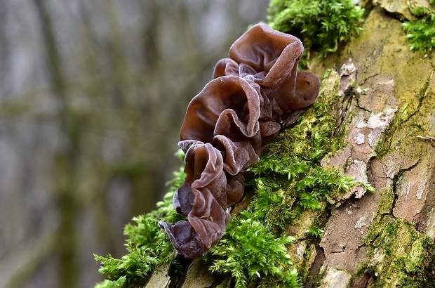 uchovec bazový Auricularia auricula-judae (Bull.) Quél.