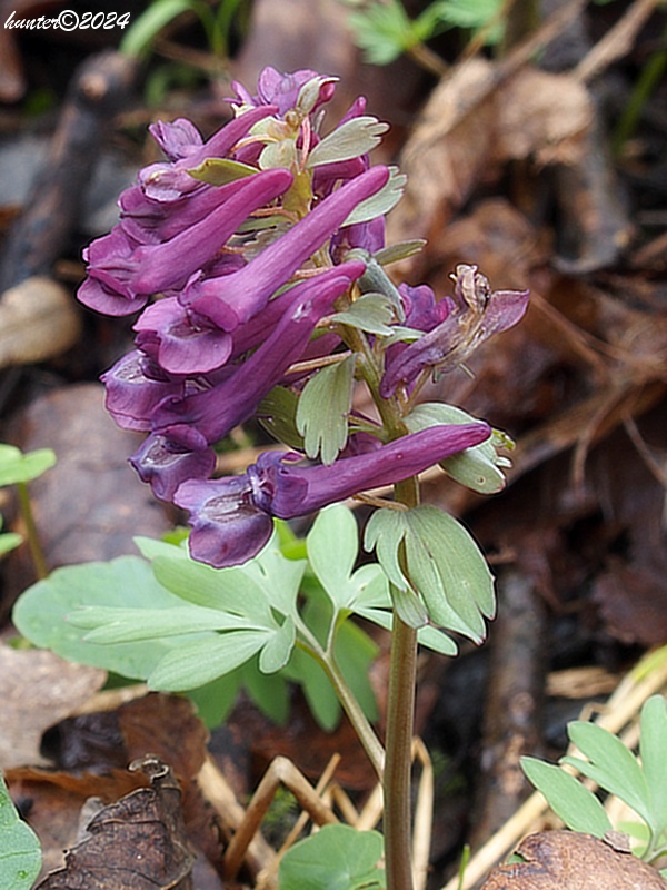 chochlačka plná Corydalis solida (L.) Clairv.