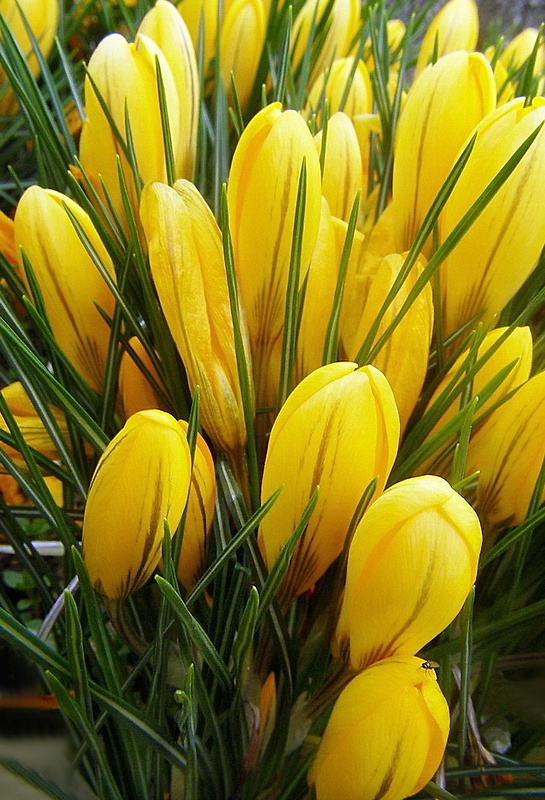 šafran žltý Crocus flavus Weston