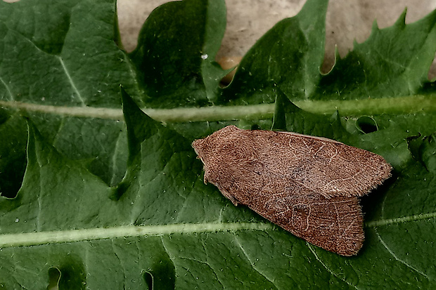 mora lipová  Orthosia cerasi