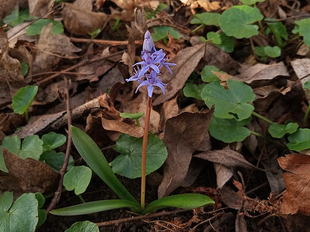 scila karpatská Scilla kladnii Schur