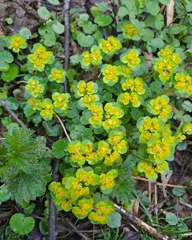 slezinovka striedavolistá Chrysosplenium alternifolium L.