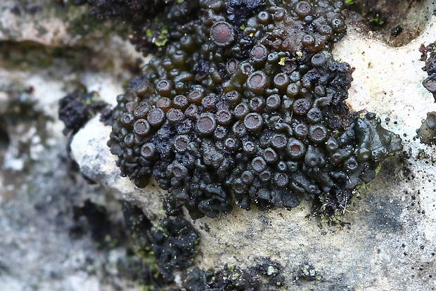 koléma  Collema fasciculare Sommerf.