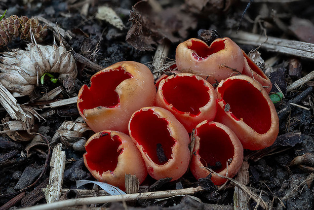 ohnivec Sarcoscypha sp.