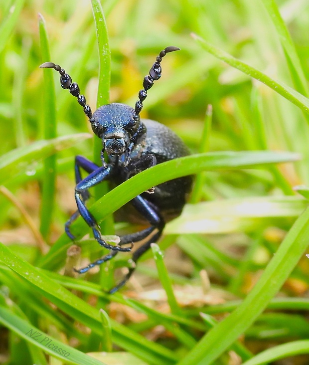 májka obecná  Meloe proscarabeus