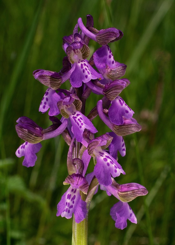 červenohlav obyčajný Anacamptis morio (L.) R. M. Bateman, A. M. Pringeon & M. W. Chase