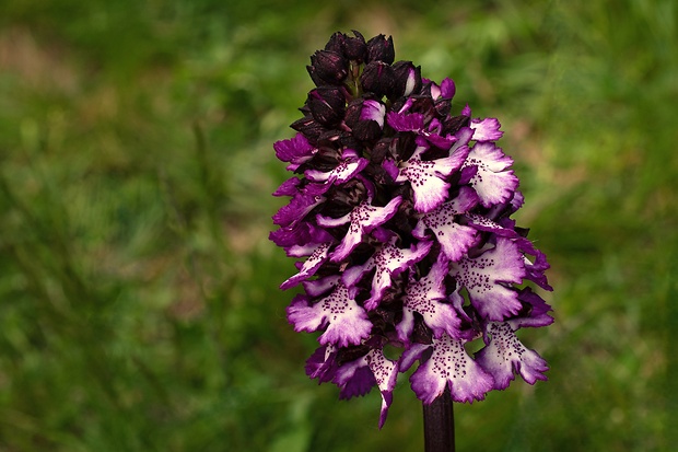 vstavač purpurový Orchis purpurea Huds.