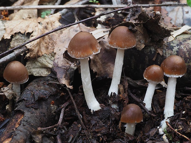 drobuľka Psathyrella sp.