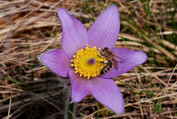 včela medonosná Apis mellifera (Linnaeus, 1758)