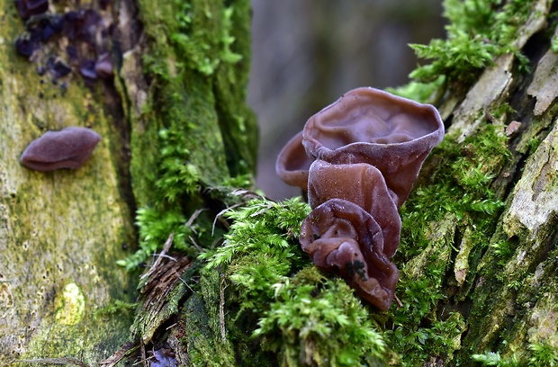 uchovec bazový Auricularia auricula-judae (Bull.) Quél.