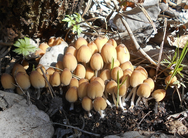 hnojník ligotavý Coprinellus micaceus (Bull.) Vilgalys, Hopple & Jacq. Johnson