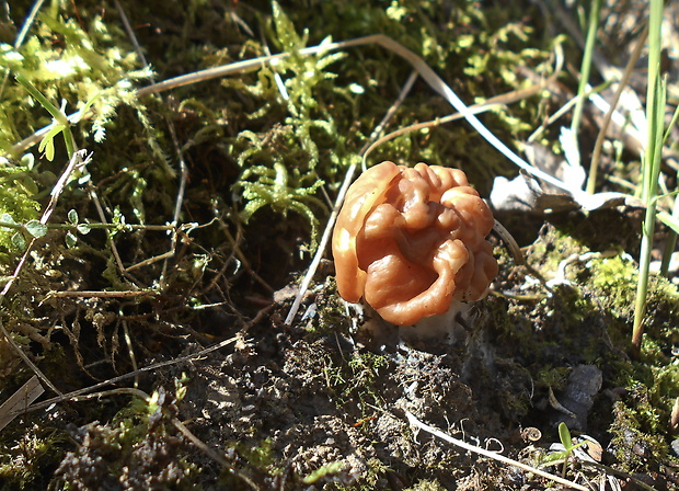 ušiak obrovský Gyromitra gigas (Krombh.) Cooke