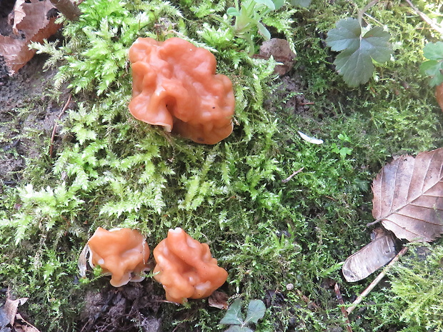 ušiak obrovský Gyromitra gigas (Krombh.) Cooke