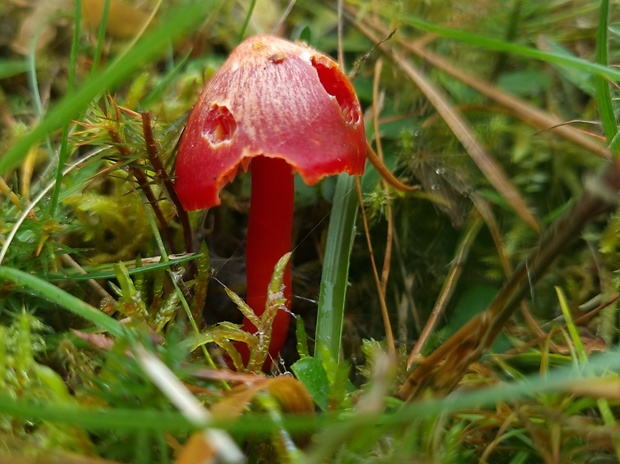 lúčnica Hygrocybe sp.