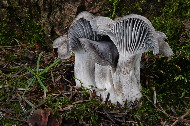 šťavnačka marcová Hygrophorus marzuolus (Fr.) Bres.