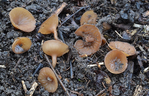 hľuznatka Sclerotinia sp.