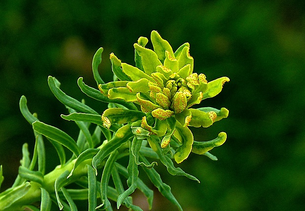 mliečnik chvojkový Tithymalus cyparissias (L.) Scop.