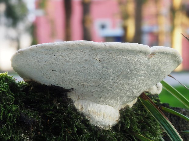 trúdnikovec hrbatý Trametes gibbosa (Pers.) Fr.