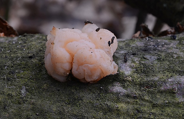 rôsolovka priesvitná Tremella encephala Willd.