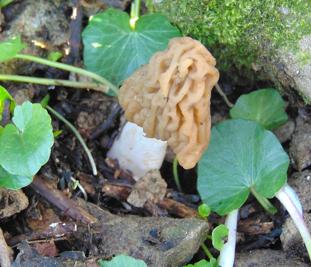 smrčkovec český Verpa bohemica (Krombh.) J. Schröt.