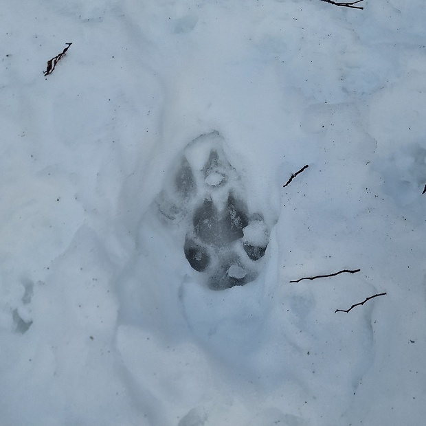 vlk dravý Canis lupus