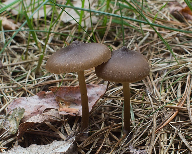 hodvábnica včasná Entoloma vernum S. Lundell