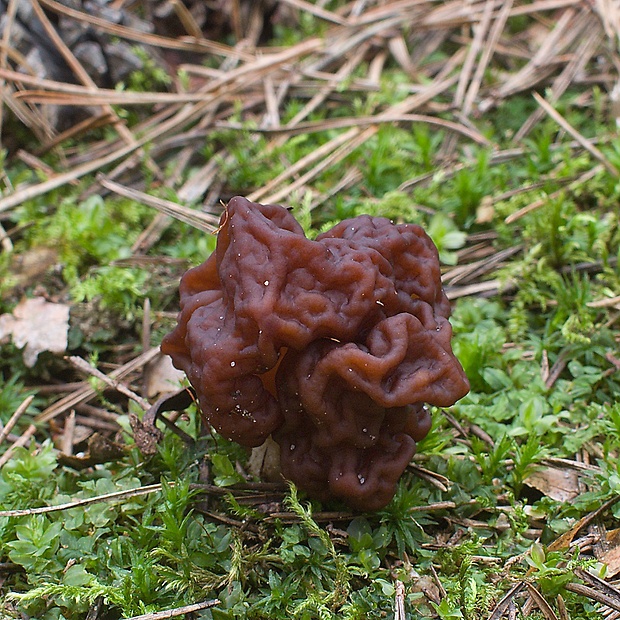 ušiak obyčajný Gyromitra esculenta (Pers.) Fr.