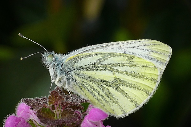 mlynárik repkový (sk) / bělásek řepkový (cz) Pieris napi (Linnaeus, 1758)