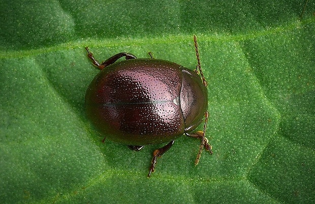 liskavka (sk) / mandelínka (cz) Chrysolina purpurascens ??? (Germar, 1882)