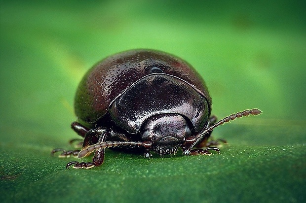 liskavka (sk) / mandelínka (cz) Chrysolina purpurascens (Germar, 1882)