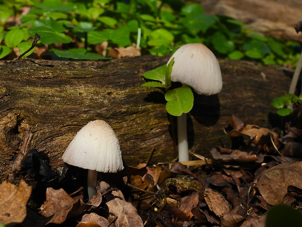 hnojník atramentový Coprinopsis atramentaria (Bull.) Redhead, Vilgalys & Moncalvo