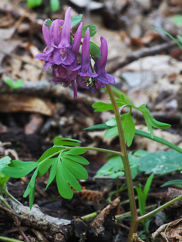 chochlačka plná Corydalis solida (L.) Clairv.