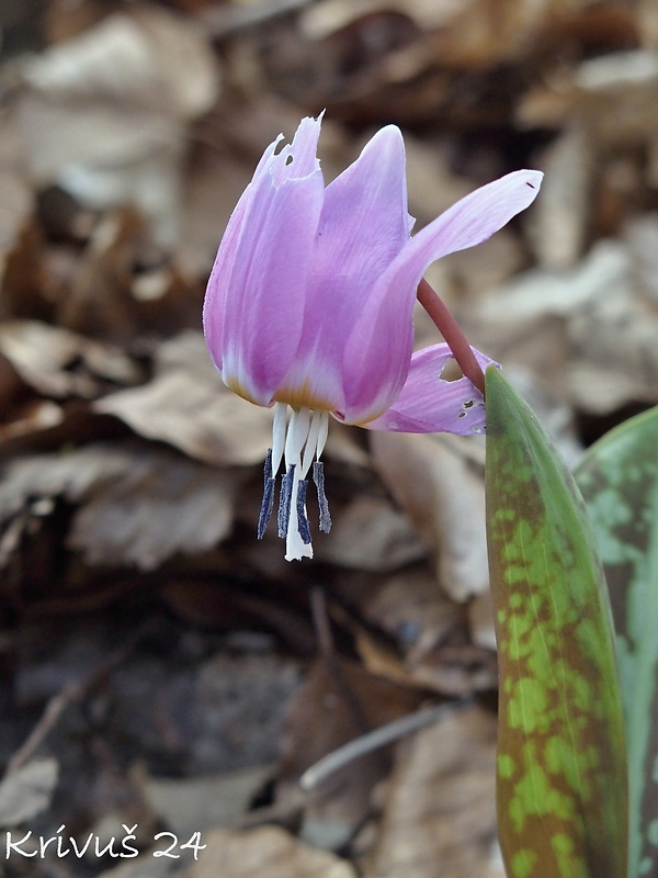 kandik psí Erythronium dens-canis L.