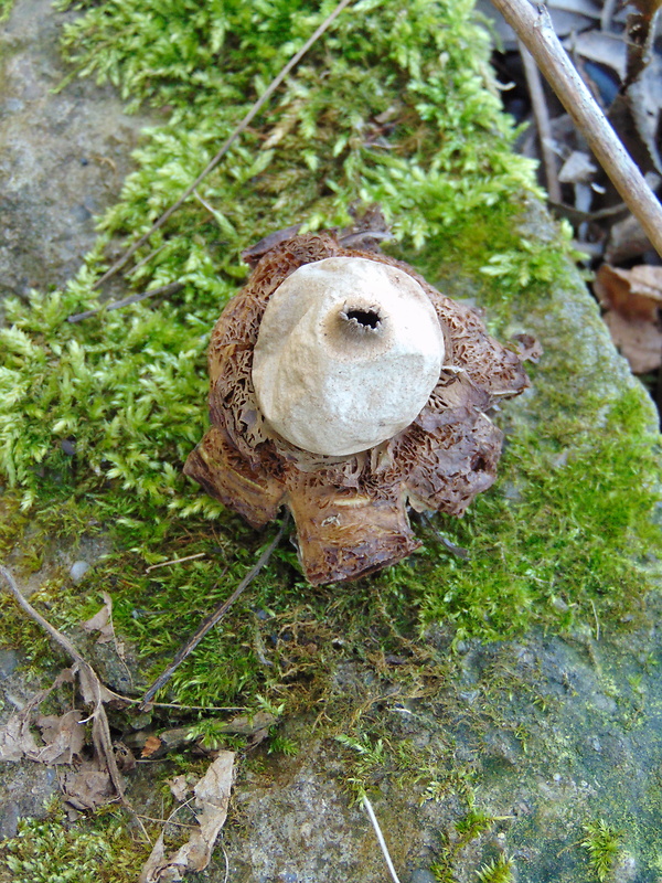 hviezdovka Geastrum sp.