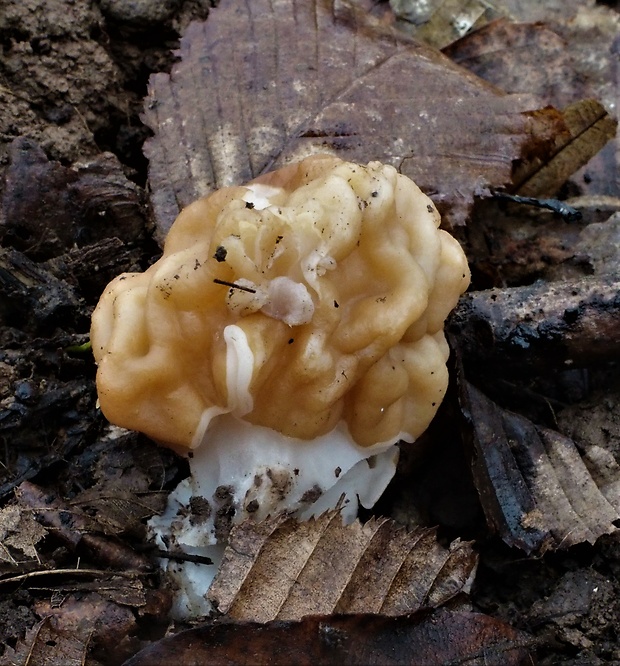 ušiak obrovský Gyromitra gigas (Krombh.) Cooke