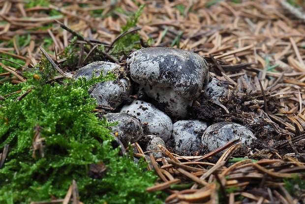 šťavnačka marcová Hygrophorus marzuolus (Fr.) Bres.