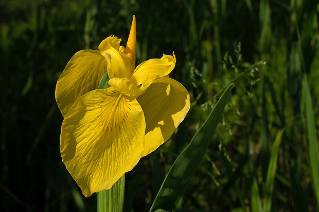 kosatec žltý Iris pseudacorus L.