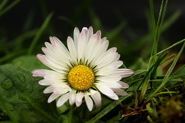 sedmokráska obyčajná Bellis perennis L.