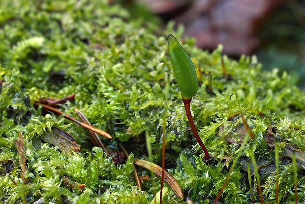 kyjanôčka zelená Buxbaumia viridis (Moug. ex Lam. et DC.) Brid. ex Moug. et Nestl.