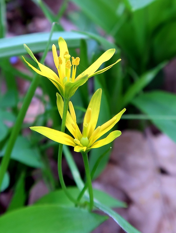 krivec tulcový Gagea spathacea (Hayne) Salisb.