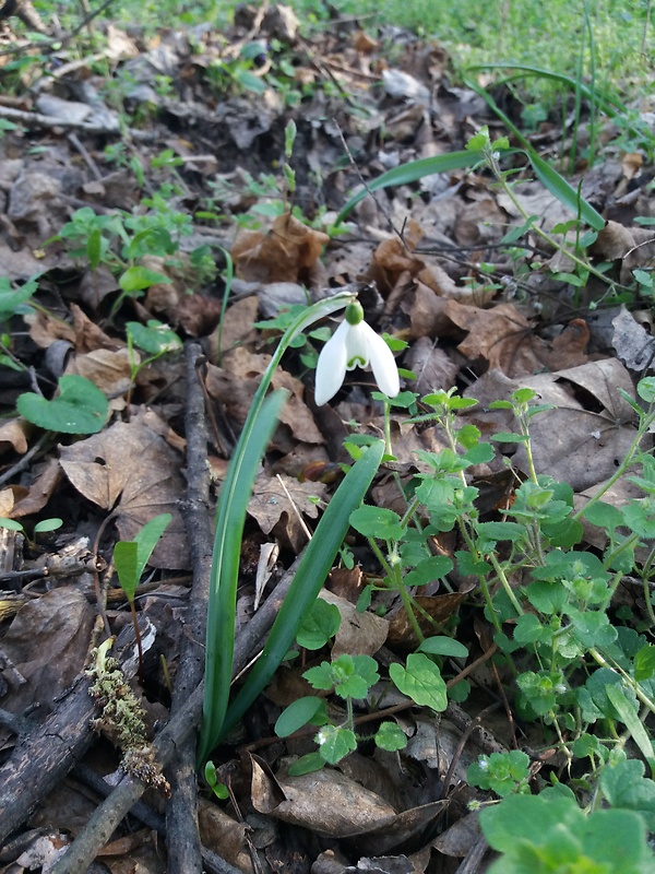 snežienka jarná Galanthus nivalis L.