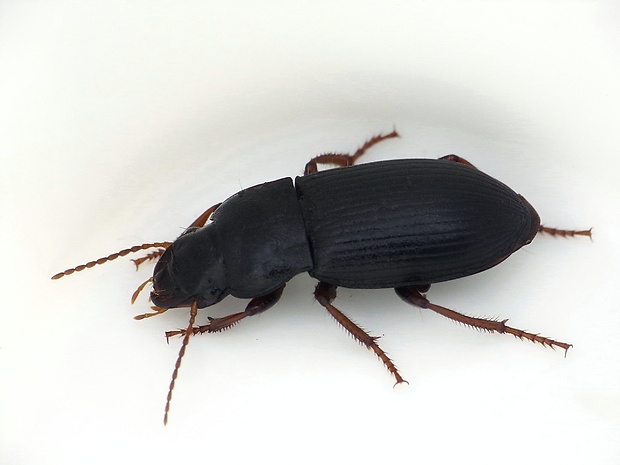 utekáčik Harpalus rufipes