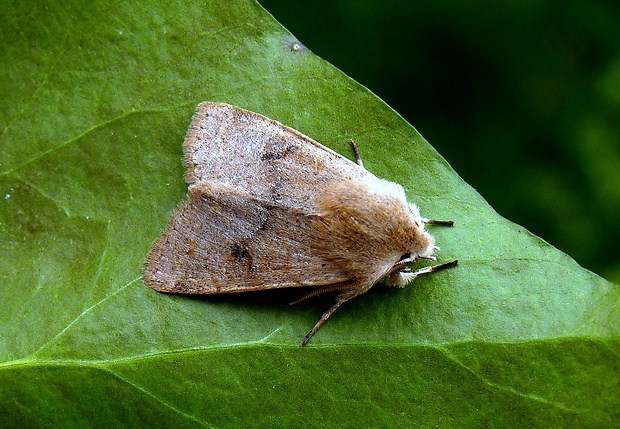 mora dubová Orthosia cruda