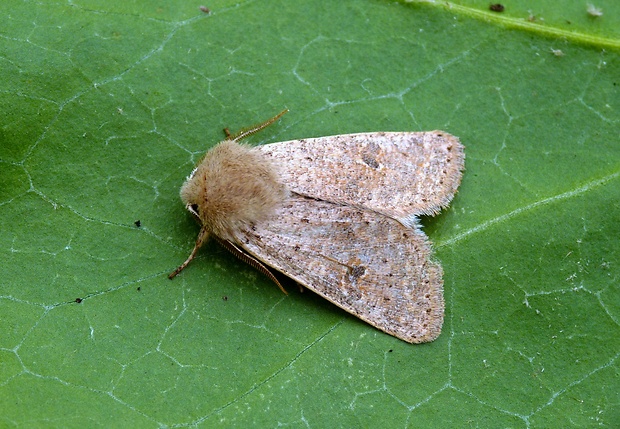 mora dubová Orthosia cruda