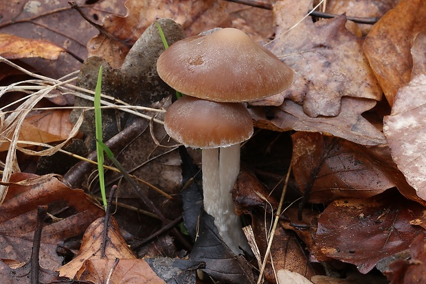 drobuľka Psathyrella sp.