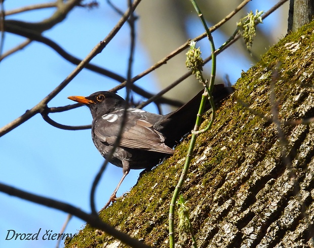 drozd čierny Turdus merula