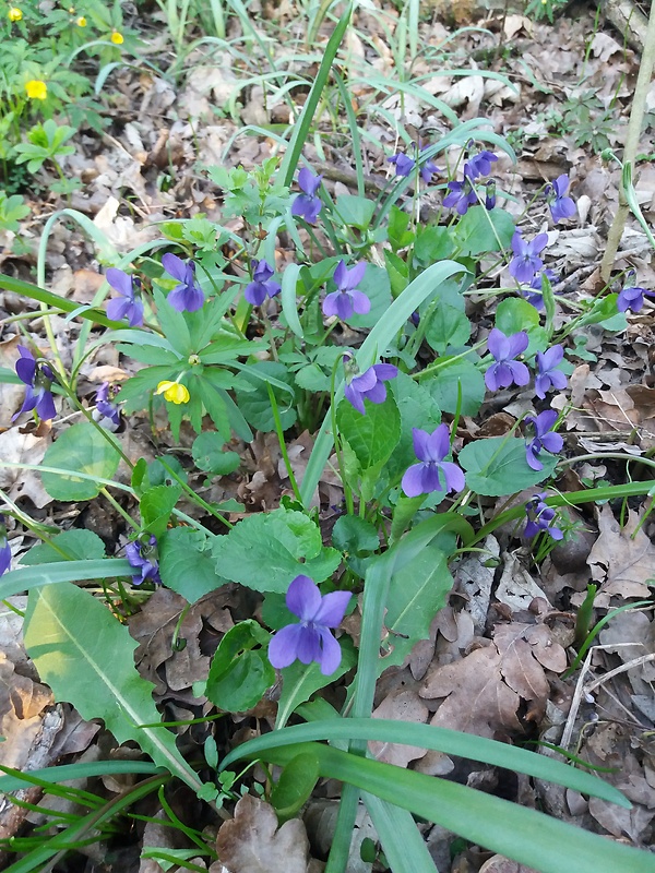 fialka voňavá Viola odorata L.