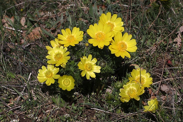 hlaváčik jarný Adonis vernalis L.